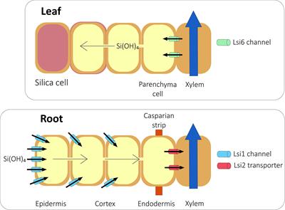 Is Silicon a Panacea for Alleviating Drought and Salt Stress in Crops?